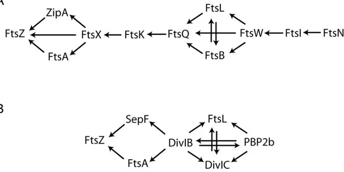 Figure 8. Le processus de recrutement au site de division d’E. coli et B. subtilis. A) Le processus de recrutement  chez E