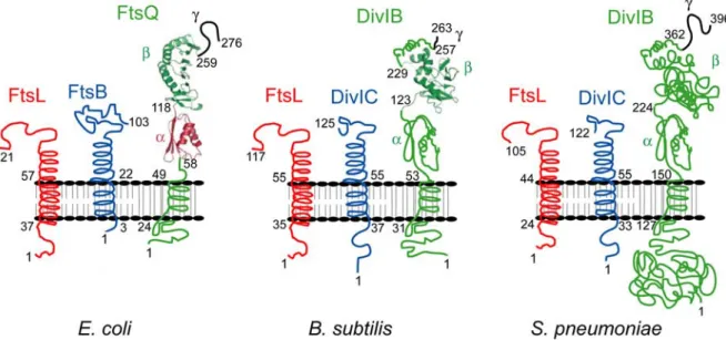 Figure 12. Topologie des protéines DivIB/FtsQ, DivIC/FtsB et FtsL chez E. coli, B. subtilis et S