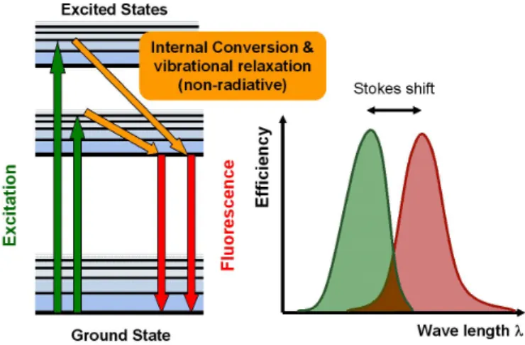 Figure 3.6: The principle of uorescence: simplied Jablonski diagram and absorption/emission spectrum.