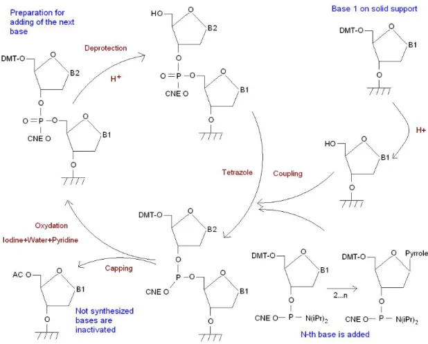 Figure 3.7: Oligonucleotide production: scheme of the DNA synthesis cycle performed for each base incorporated