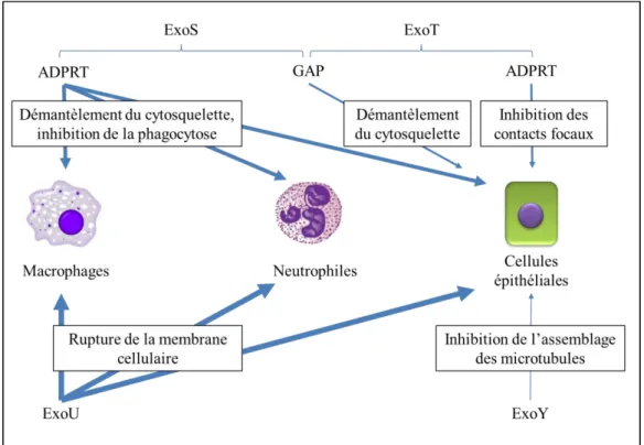 Figure 13 : Principaux effets des toxines du SST3 de P. aeruginosa sur les macrophages,  neutrophiles et cellules épithéliales 