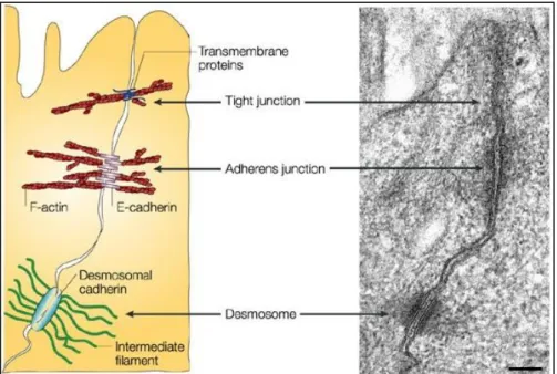 Figure 17 : Junctions serrées, junctions adhérentes et  desmosomes dans les cellules  épithéliales 