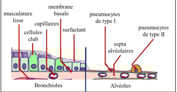 Figure 18 : Vue Schématique des brionchioles et des alvéoles pulmonaires humaines.  