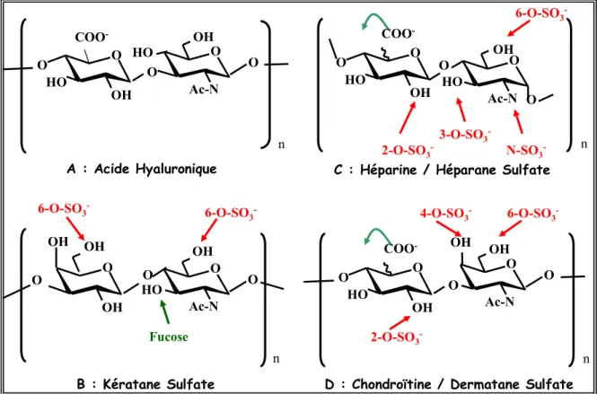 Figure 1: Motifs disaccharidiques des différents glycosaminoglycannes et leurs  modifications