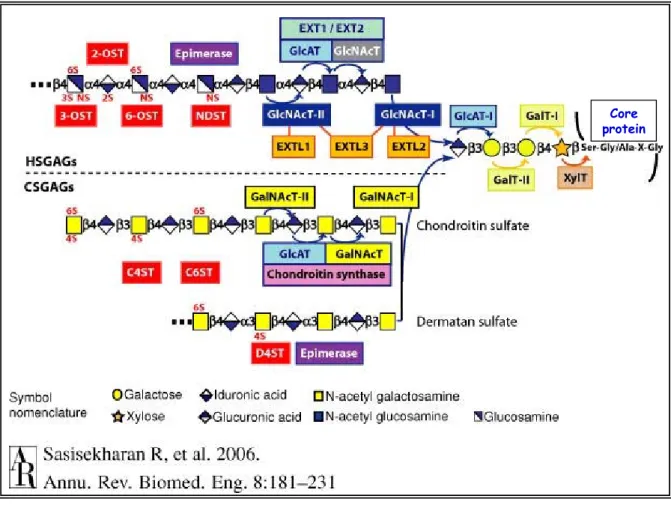 Figure 4: Biosynthèse des chaînes oligosaccharidiques d’héparine / héparanes  sulfates (Hp/HS) et chondroïtines / dermatanes sufates (CS/DS)