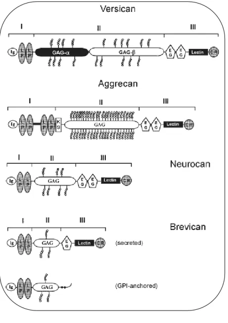 Figure 12: Représentation schématique des quatre membres  de la famille des hyalectans