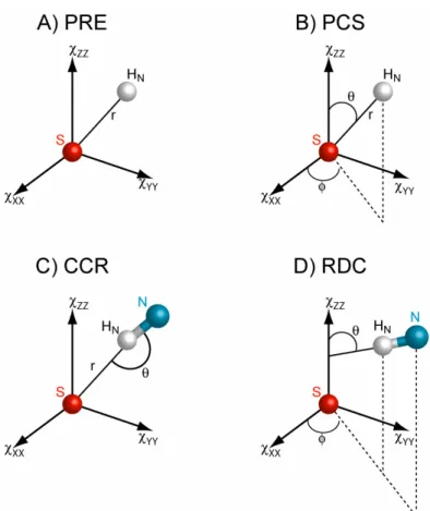 Figure  1.4  :  Représentation  schématique  des  dépendances  géométriques  des  quatre  effets paramagnétiques :  