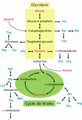 Figure 2.3 : Schéma simplifié de la biosynthèse des acides aminés dans E. coli. 