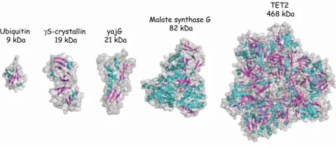 Figure  2.16  :  Structure  et  taille  relative  des  protéines  marquées  sélectivement  sur  les  méthyles δδδδ 1  des Isoleucines