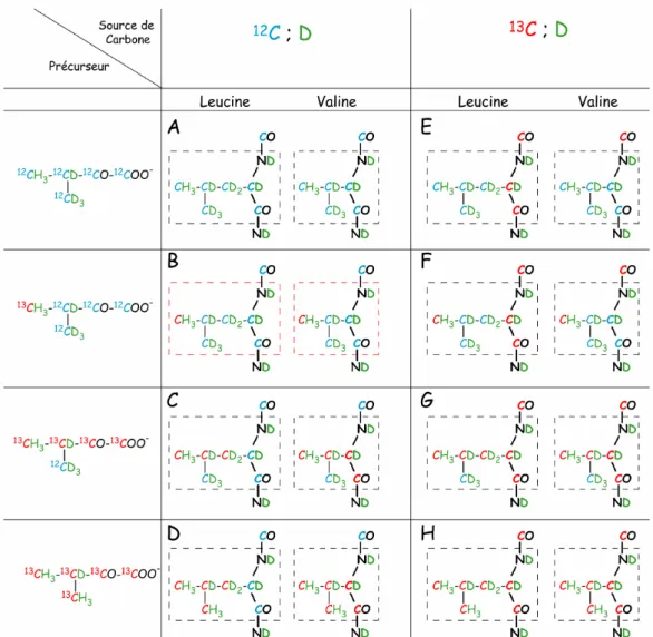 Figure 2.20 : Schéma des marquages isotopiques pour la Leucine et la Valine. 