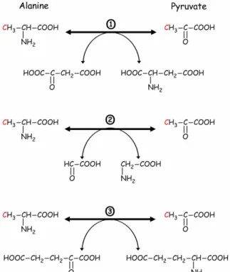 Figure  2.22  :  Réaction  de  conversion  de  l'Alanine  en  pyruvate  par  les  trois  transaminases de E