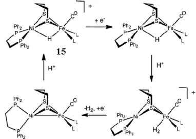 Figure 22. Cycle catalytique proposé pour les complexes dinucléaires NiFe avec L = CO, P(OPh) 3 ,  PPh 3  ou PPh 2 py