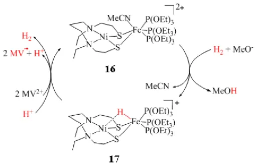 Figure  24.  Activation  héterolytique  de  H 2   (0.1 MPa)  par  le  complexe  (16)  dans  MeCN/MeOH  +  MeONa  pour  former  l’hydrure (17) correspondant