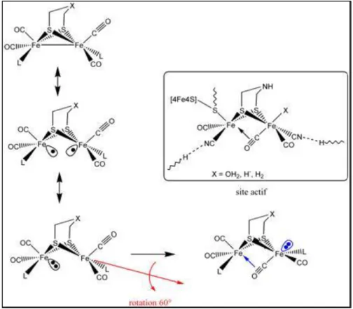 Figure 32. Stabilisation du site actif des hydrogénases FeFe au sein de la structure protéique