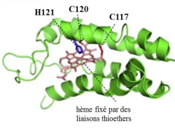 Figure 48. Structure du cyt c 556  obtenue à partir de la banque de donnée des protéines
