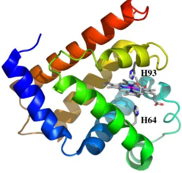 Figure  50.  Structure  de  l’  holo-myoglobine  de  cachalot  avec  la  représentation  des  deux  histidines  disponibles  dans  la 