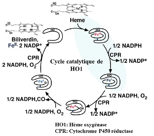 Figure 55. Cycle enzymatique du métabolisme de l’hème en biliverdine catalysée par l’hème oxygénase