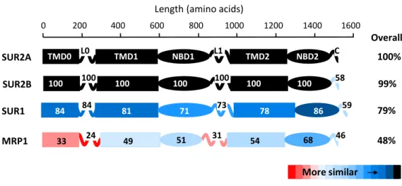 Figure 2. The human cardiac SUR2A isoform displays a high degree of sequence homology with MRP1 protein with  the most convergence in domains NBD2 and TMD1 - TMD2 and the most divergence in domains TMD0 and  connecting loops L0 and L1