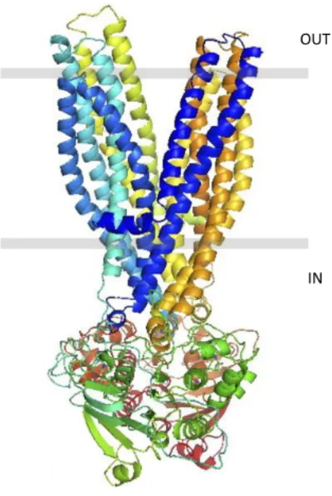Figure 3. Outward-facing conformation model of SUR1 from Bessadok et al., 2011. SUR1 is shown with two  transmembrane domains only (TMD1, in shades of blue &amp; TMD2, in shades of yellow), and the two cytoplasmic  nucleotide binding domains (NBD1, in shad