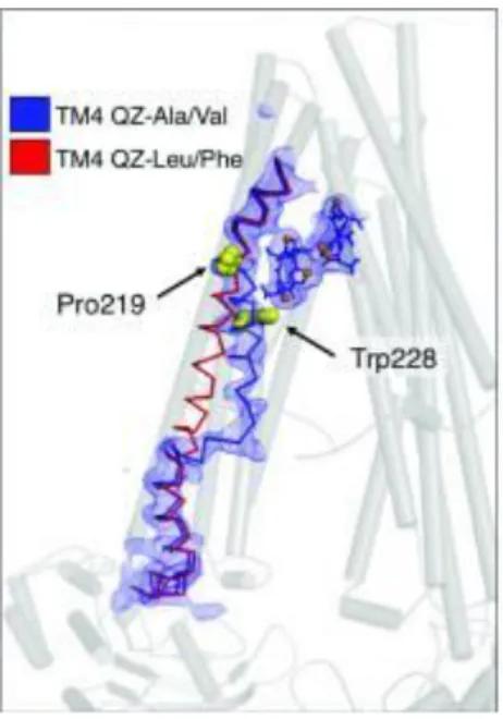 Figure 7. Overview of two different conformational changes in the TM4 mediated by 2 different classes of substrates