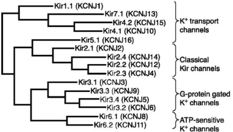 Figure 8. Kir channels phylogenetic tree (Hibino 2010).