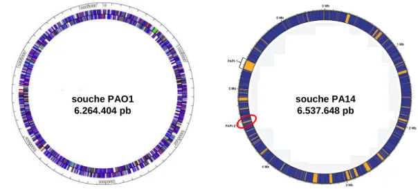 Figure 1 Représentation circulaire des génomes des souches PAO1 et PA14. Les régions bleues du génome de  PA14 sont les zones conservées et celles en jaunes indiquent les « îlots de pathogénicité »