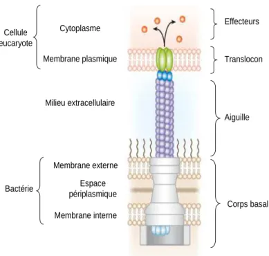 Figure  7  Représentation  schématique  du  SST3  situé  dans  l’enveloppe  de  P.  aeruginosa  (d’après (Hayes et al., 2010)).