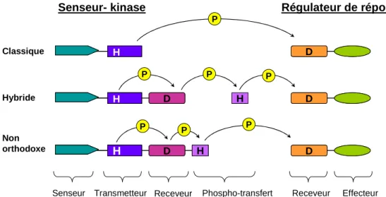 Figure  10 Représentation  schématique  des  systèmes  à  deux  composants  de  P. aeruginosa (d’après (Mikkelsen et al., 2011))