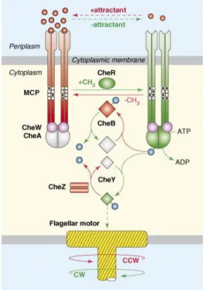Figure  1.2.2.  The  chemotaxis  signaling  pathway  in  E.  coli  (from  Hazelbauer  et  al