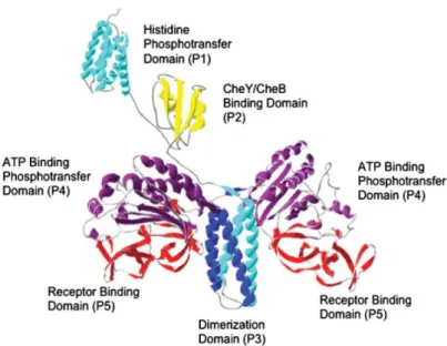 Figure  1.2.4.  Molecular  model  of  the  histidine  protein  kinase  CheA 113 .  The  histidine  phosphotransfer  domain  (P1)  and  the  response  regulator  CheY/CheB-binding  domain  (P2)  are  depicted  as  monomers  connected  to  one  another  and 