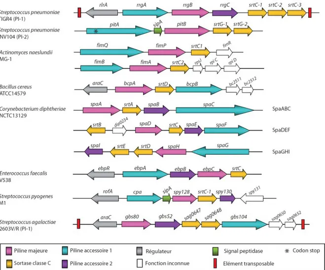 Figure 14: Organisation génétique des îlots de pathogénicité codant pour des pili chez les bactéries Gram- Gram-positif