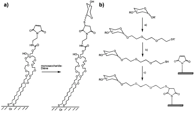 Figure  16:  a)  Structure  d’une  monocouche  auto-assemblée  utilisée  pour  immobiliser  des  oligosaccharides  possédant  en  fonction  terminale  un  thiol