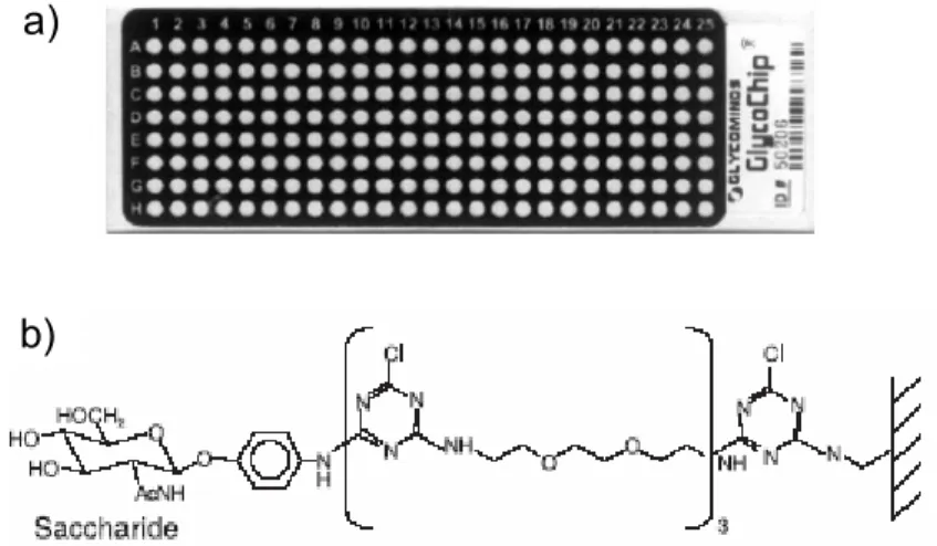 Figure 17: a) la puce à sucres “Glycochip” de Glycominds; b) structure du sucre relié à la surface via  son bras espaceur