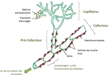 Figure 23 Organisation  du système lymphatique. 