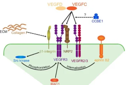 Figure 29 Modulation  de la signalisation  VEGF-C / VEGFR3  dans les étapes précoces du développement  lymphatique