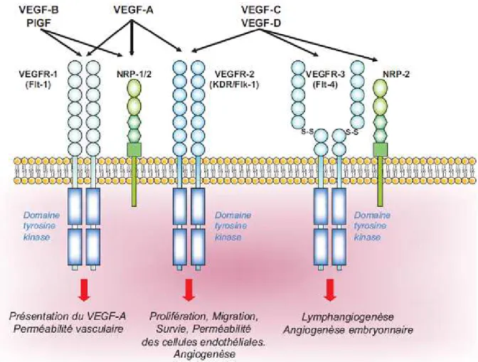 Figure 8 : Signalisation de la famille du VEGF.  