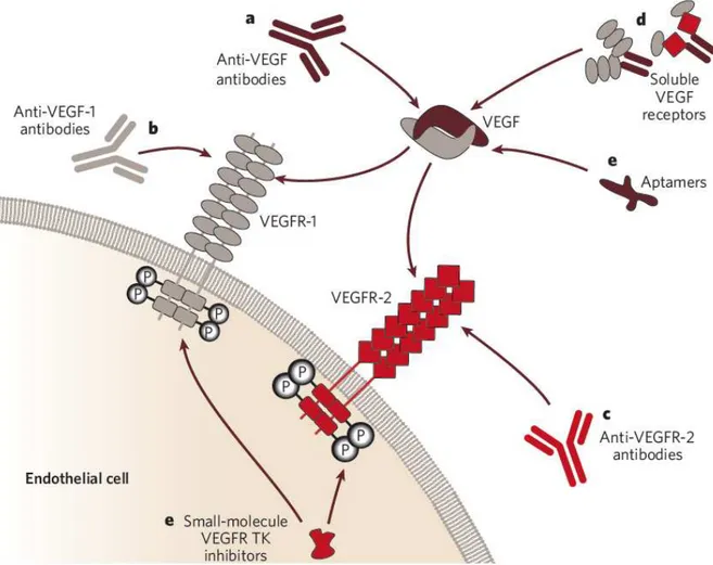 Figure  13  :  Différentes  stratégies  thérapeutiques  anti-angiogéniques  ciblant  la  signalisation du VEGF