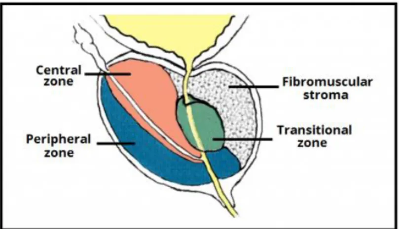 Figure 1. Structure of the prostate. http://teachmeanatomy.info/pelvis/the-male-reproductive-system/prostate-gland/ 