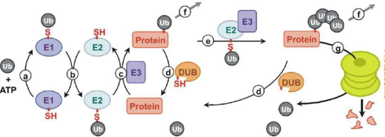 Figure  6.  Enzymatic  cascade  of  UPS.  (a)  Activation  of  Ub-moiety  by  activating  enzyme  (E1)  in  energy-dependent  reaction