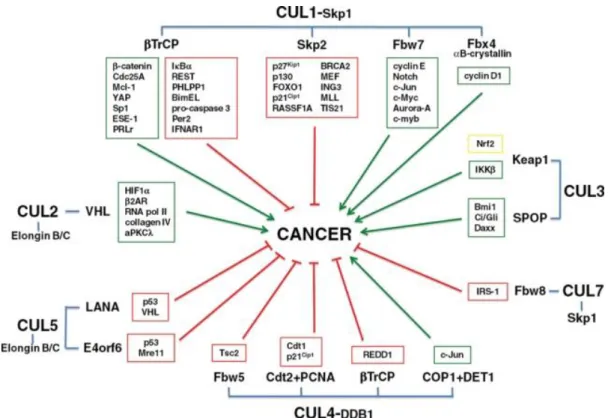 Figure  10.  Involvement  of  CRLs  and  their  substrates  in  promoting  (green  boxes/arrows)  or  inhibiting  (red  boxes/arrows) growth and survival of cancer cells, thus impacting oncogenesis