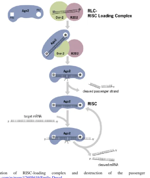 Figure  12.  Formation  of  RISC-loading  complex  and  destruction  of  the  passenger  chain