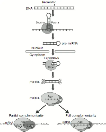 Figure 13. Biogenesis of miRNA. Figure from Vilgelm et al., 2006 