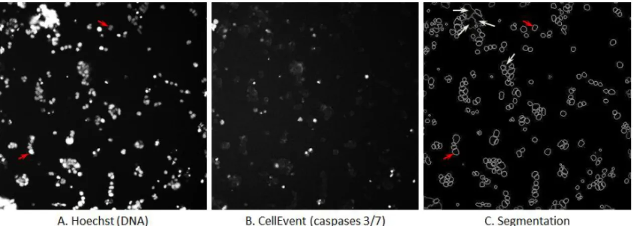Figure  17.  Segmentation  of  cells  during  CellEvent-based  apoptosis  assay  on  CellInsight