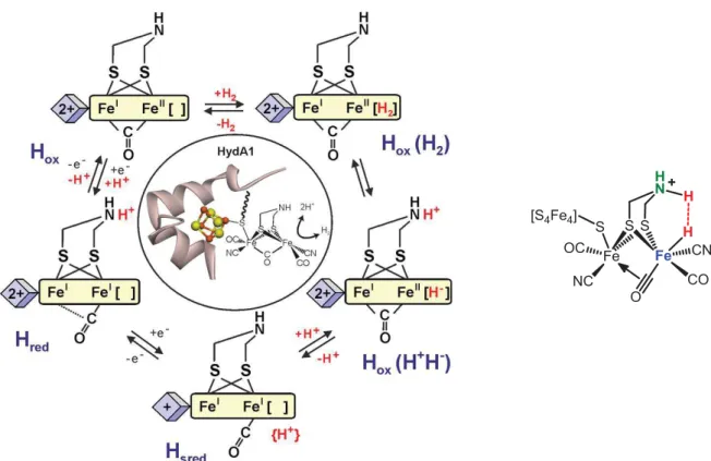 Figure I.5. Proposed catalytic mechanism for H 2  evolution and uptake at a [FeFe] hydrogenase active  site 17  (left) and putative intermediate during proton reduction by [FeFe] hydrogenase showing importance  of the proximate basic group (right)