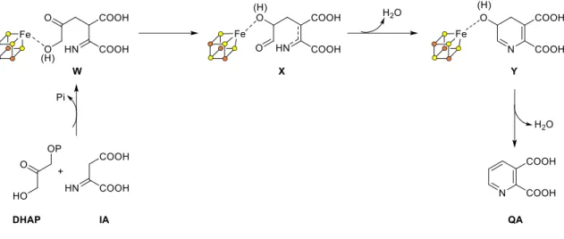 Figure 16: Dithiohydroxyphthalic acid (DTHPA).