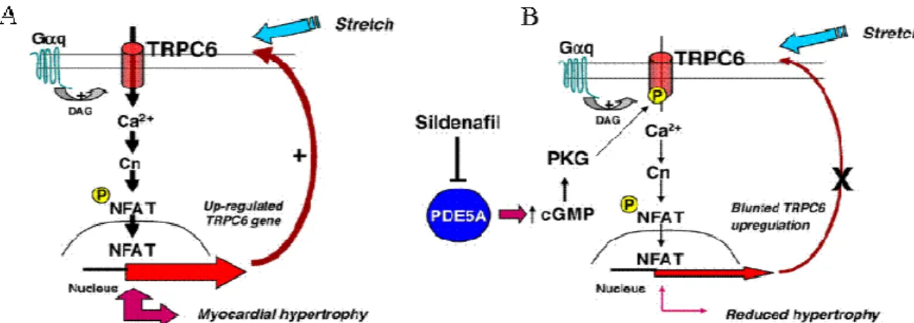 Figure 14 Schéma illustrant la voie de signalisation impliquant TRPC6 et NFAT  En présence (A) et en absence d’activateur de PKG (B) dans l’hypertrophie cardiaque