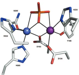 Fig. 1. X-ray structure [24] of the binuclear center in the PAP-phosphate complex from sweet potato (PDB code: 1XZW) [20]