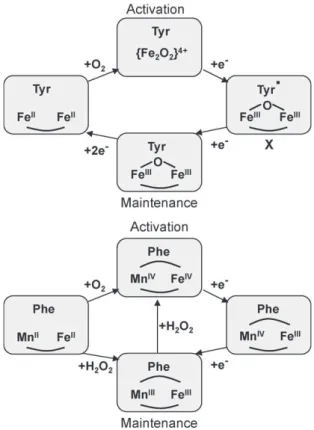 Fig. 8. DFT optimized model of the Fe IV Mn III active form of Ct RNR-R2.