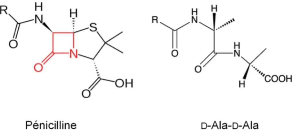 Figure 18 : Homologie structurale entre la pénicilline et le dipeptide terminal  D -Ala- D -Ala