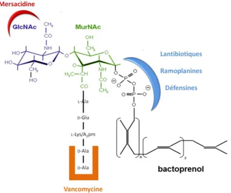 Figure 21 : Le lipide II, cible de nombreux antibactériens. Les différentes molécules antibactériennes ciblant le lipide II au  niveau de différents sites de liaison sont indiquées (d’après Münch et Sahl, 2015)